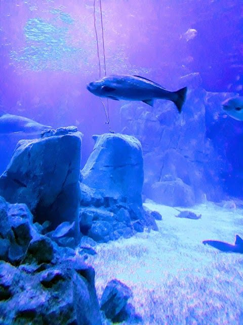 Istanbul Aquarium